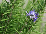 Rosemary Essential Oil Spain